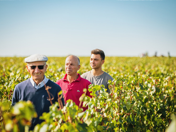 Domaine Jean-Louis Chavy hero image